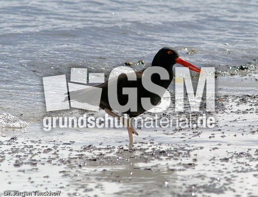 Schwarzer Austernfischer (2 von 14).jpg